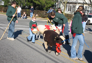 sussex shepherds at holiday parade