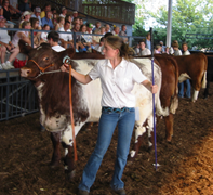 liesel morris showing cow